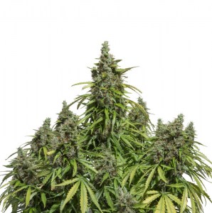 Семена Dutch Passion Auto Mazar autofem 7 шт.