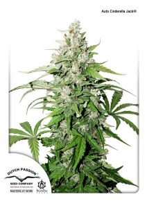 Семена Dutch Passion Auto Cinderella Jack autofem