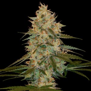 Семена DNA Genetics Chocolope Kush feminized