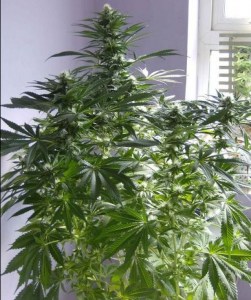 Семена Dutch Bulk Auto Cheese autofeminized 20 шт.