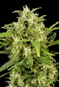 Семена Dutch Bulk Auto Critical autofeminized 100 шт.