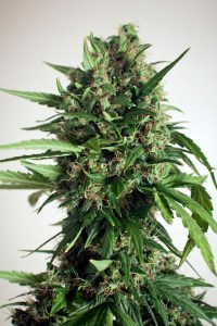 семена 'Auto Power Plant' autofeminized