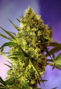 Семена Dutch Bulk Big Devil autofeminized 100 шт.