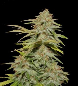семена 'Candy kush' feminized