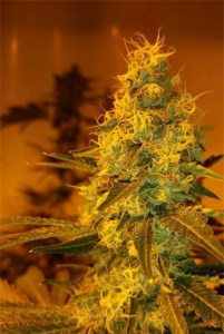 семена 'Girl Scout Cookies' feminized