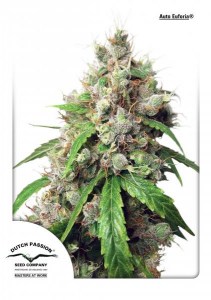 Семена Dutch Passion Auto Euforia autofem 100 шт.