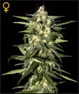 Семена Green House Jack Herer Auto autofeminized