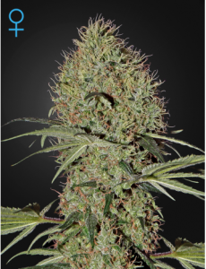 Семена Green House Super Bud autofeminized