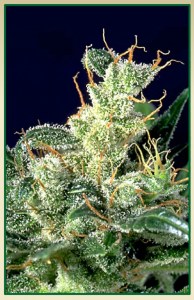 Семена Serious seeds Kali Mist regular