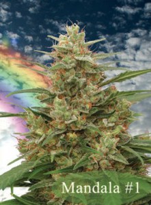 Семена Mandala seeds Mandala #1 regular