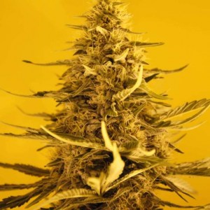 Семена Nirvana White Widow feminized