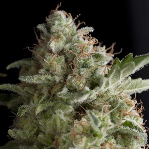 Семена Pyramid seeds American pie feminized