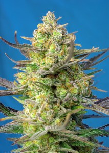 Семена Sweet seeds Sweet Cheese XL Auto autofeminized