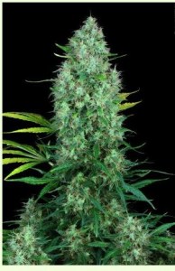 Семена Serious seeds Serious 6 feminized