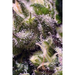 Семена Sweet seeds Cream caramel autofeminized 25 шт.
