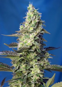 Семена Sweet seeds Green Poison XL autofeminized