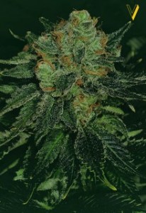 Семена Victory seeds Auto Bubblegum + autofem 5 шт.