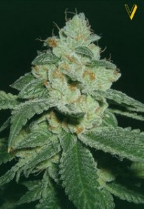 Семена Victory seeds Auto Great White Shark autofem 5 шт.
