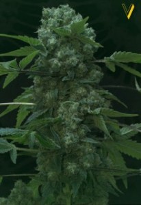 Семена Victory seeds AK-47V fem 5 шт.