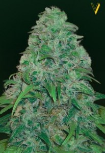 Семена Victory seeds Amnesium fem 5 шт.