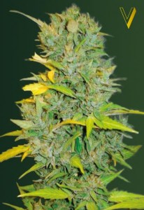 Семена Victory seeds Auto Big Bud autofem 10 шт.