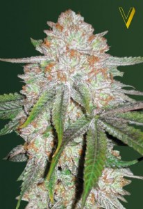 Семена Victory seeds Auto Chocolope autofem 10 шт.