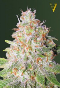 Семена Victory seeds Auto Great White Shark autofem 10 шт.