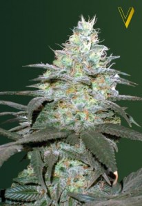 Семена Victory seeds Auto Original Blueberry autofem 10 шт.