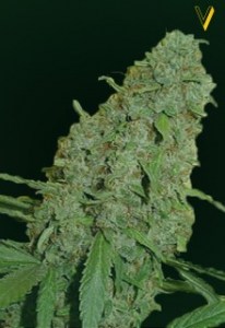 Семена Victory seeds Cheese fem 5 шт.