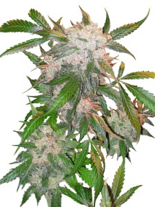 Семена Dutch Passion White Widow feminized 5 шт.