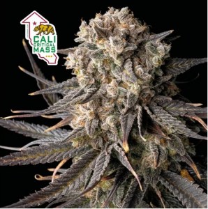 cali_critical_mass_fem