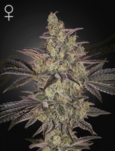 ghs_frosted_guava_auto