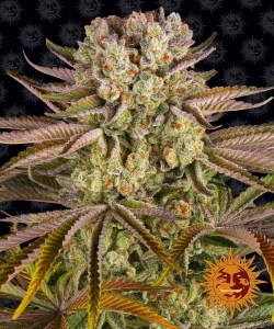 pineapple_express_fem